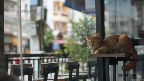 Cat sitting by window