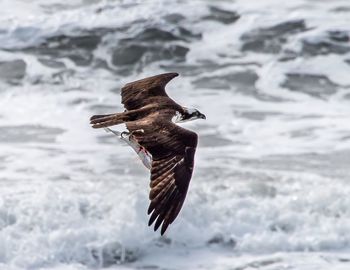 Bird flying over sea at gold beach
