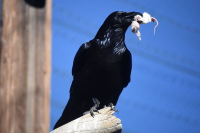 Low angle view of bird perching on wood against sky