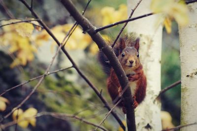 Close-up portrait of squirrel on branch