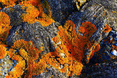 Close-up of lichen on rock