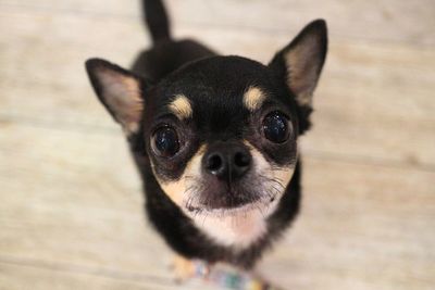 Close-up portrait of dog