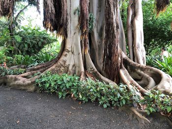 Plants growing in park