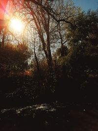 Scenic view of forest against bright sun