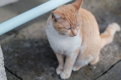 Close-up of cat sitting outdoors