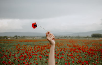 Cropped hand of woman holding flower against sky
