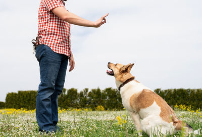 . happy man playing and training with mixed breed shepherd dog on green grass, dog giving paw