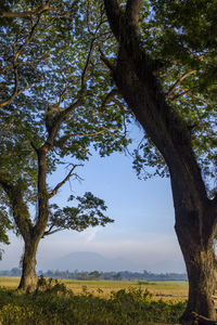 Trees on field against sky