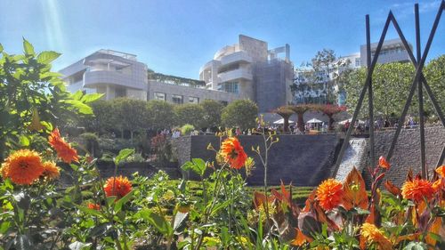 Flowers blooming in city against sky