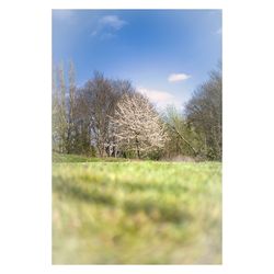 Trees on field against sky