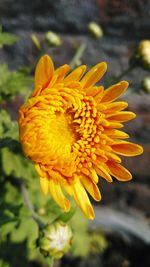 Close-up of yellow flower blooming outdoors