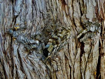 Full frame shot of tree trunk