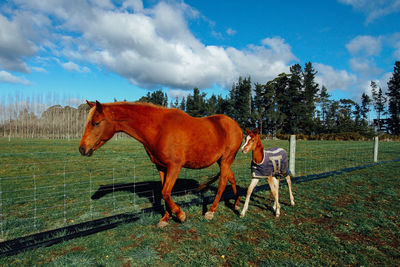 Horse standing on field against sky