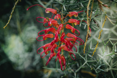 Close-up of red chili peppers on plant