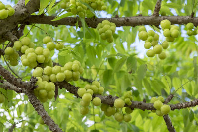 Fresh green sweet star gooseberry on top of the tree