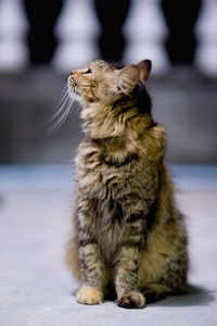 Close-up of a cat looking away