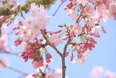 Low angle view of cherry blossoms against sky