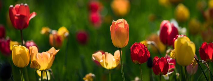 Panoramic view of tulips blooming outdoors