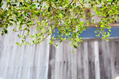 Low angle view of tree against plants