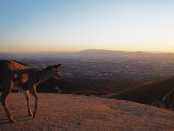 Walking deer on wakakusayama summit