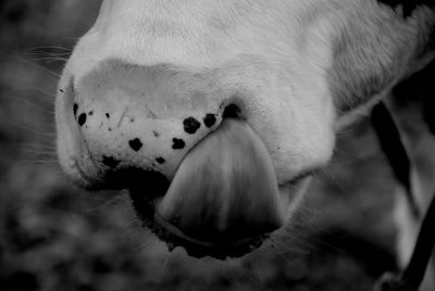 Close-up of horse