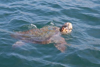 High angle view of turtle in sea
