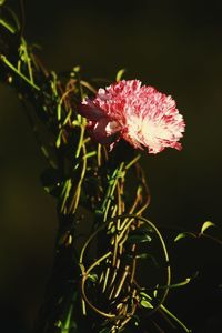 Close-up of pink flower against black background