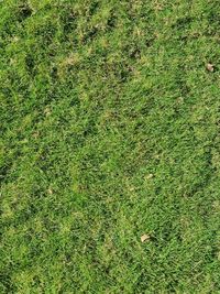 Full frame shot of grassy field