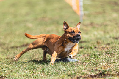 Dog running straight on camera and chasing coursing lure on green field