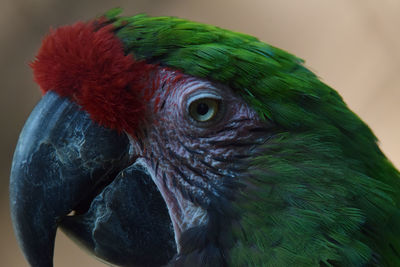 Close-up of a parrot