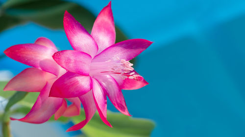 The flower plan is a pink schlumbergera on a blurry blue background with leaves.