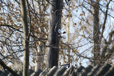 An external cctv camera mounted on a pole, on a tree in the street. security and cctv.
