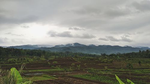 Scenic view of agricultural field against sky