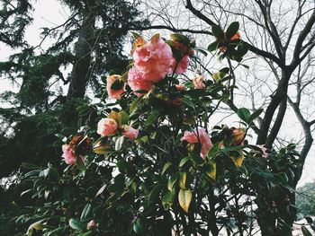 Low angle view of flower tree against sky