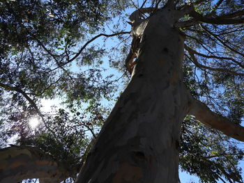 Low angle view of trees against sky