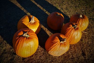 Pumpkin patch in new jersey