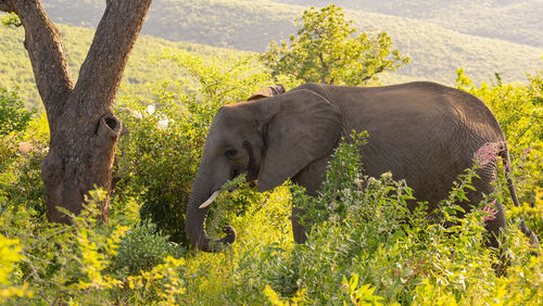 Elephant in the nature reserve hluhluwe national park south africa