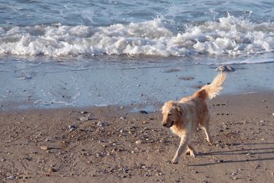 High angle view of golden retriever running on beach