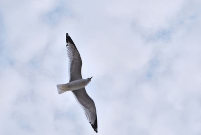 Low angle view of seagulls flying against cloudy sky