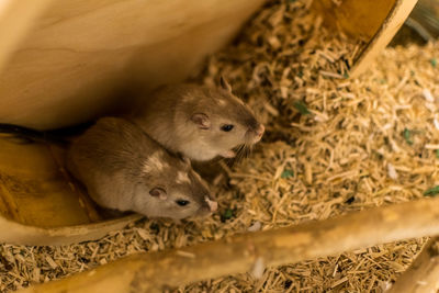 High angle view of mice