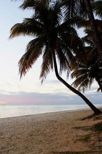 Trees on beach against sky during sunset