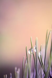 Close-up of flowers against blurred background