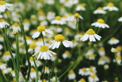 Close-up of white daisy flowers