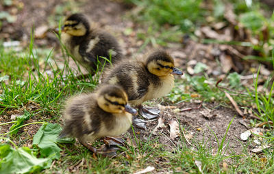 View of ducklings on field