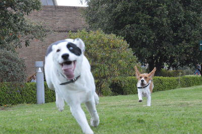 Portrait of dog on field