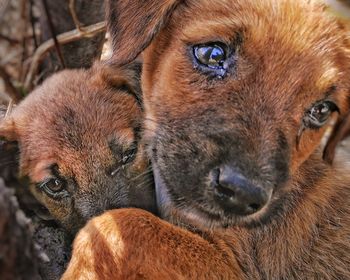 Close-up portrait of dog