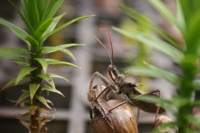 Close-up of plant