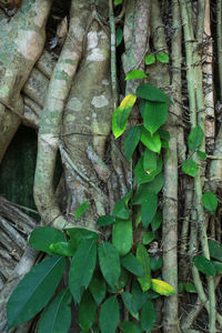 Close-up of ivy growing on tree trunk