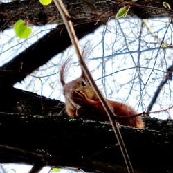 Low angle view of squirrel on tree