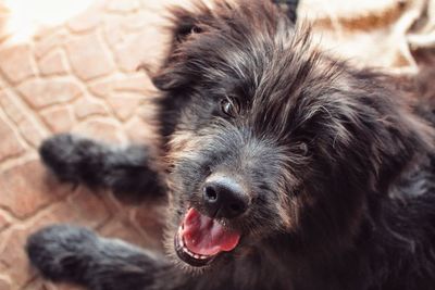 Close-up portrait of dog